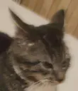 :chatvnr: