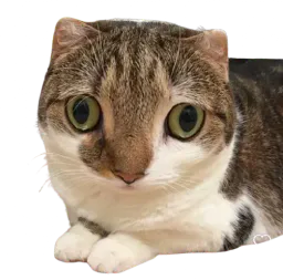 :Chat_choent: