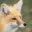 Photo de profil de Foxy
