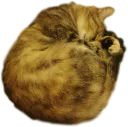 :Boule_de_poil_de_Leakytap: