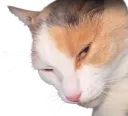 :chat_malicieux:
