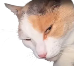:chat_malicieux: