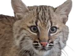 :lynx2: