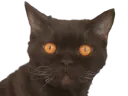 :chatdegueu: