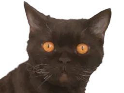 :chatdegueu: