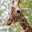 Photo de profil de girafe