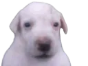 :Purer:
