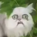:wtfstraycat: