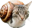 :Escargochat: