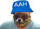 :renard: