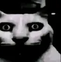 :catpilled: