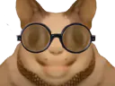 :chat_flippant_lunettes: