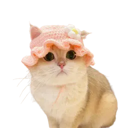 :chat_mignon_bonnet: