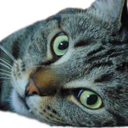 :Chatte_a_ta_mere: