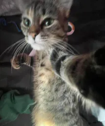 :Chat_poing:
