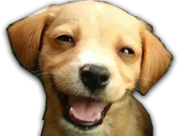 :chiot_sourire: