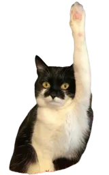:Chat_main2: