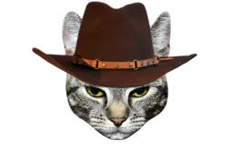 :cattohat: