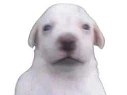 :Purait:
