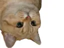 :chat_envers: