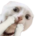 :Chat_chokbarr: