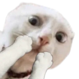 :Chat_chokbarr: