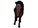 :cheval: