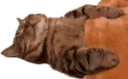 :Nuit2chat: