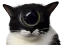 :Chat_cyclope: