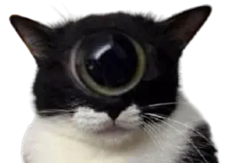 :Chat_cyclope: