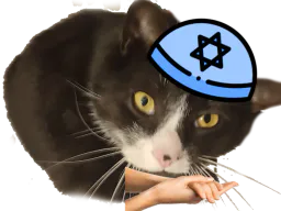 :chat_chanceux: