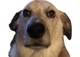 :Chien_perdu: