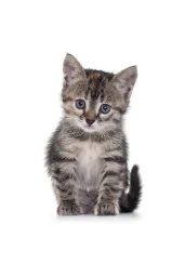:chaton: