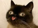 :chatteube:
