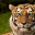 Photo de profil de Tigre
