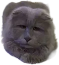 :chatlouche2: