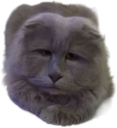 :chatlouche2:
