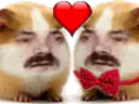 :Hamster_amoureux: