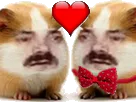 :Hamster_amoureux: