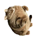 :ChatExplose: