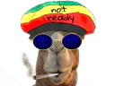 :chameau_rasta:
