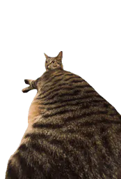 :longochat: