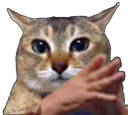 :chamain:
