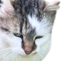 :Chat_regarde:
