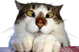 :Chat_con: