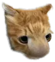 :Chatnez: