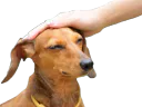 :bon_toutou: