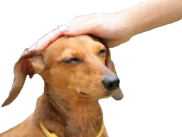 :bon_toutou: