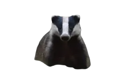 :test11: