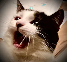 :Yamhaaaa: